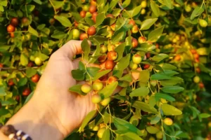 jujube-tree