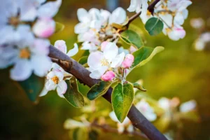 Walnut-blossom